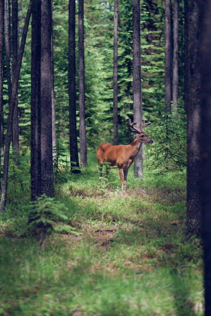 deer trees min 683x1024 1