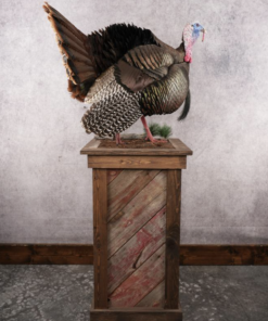 Eastern Turkey Taxidermy Mount for Sale