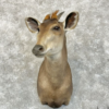 Yellow-Backed Duiker Taxidermy Shoulder Mount For Sale