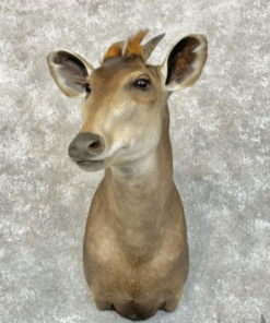 Yellow-Backed Duiker Taxidermy Shoulder Mount For Sale