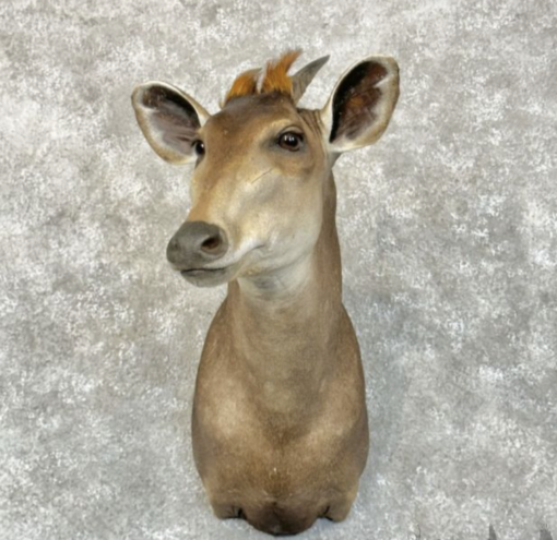 Yellow-Backed Duiker Taxidermy Shoulder Mount For Sale