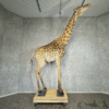 African Giraffe Life-Size Taxidermy Mount For Sale