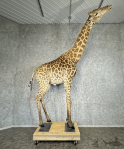 African Giraffe Life-Size Taxidermy Mount For Sale